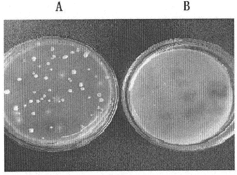 Sophorolipid fruit preservative and use thereof in fruit preservation