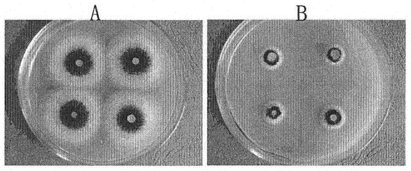 Sophorolipid fruit preservative and use thereof in fruit preservation