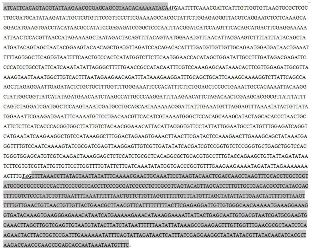 Promoter of nosema bombycis inducible expression gene BmPUGT2 and application of promoter