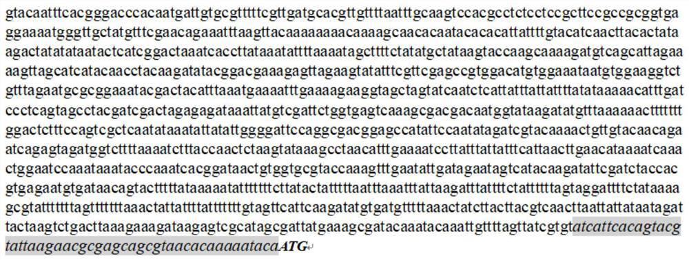 Promoter of nosema bombycis inducible expression gene BmPUGT2 and application of promoter