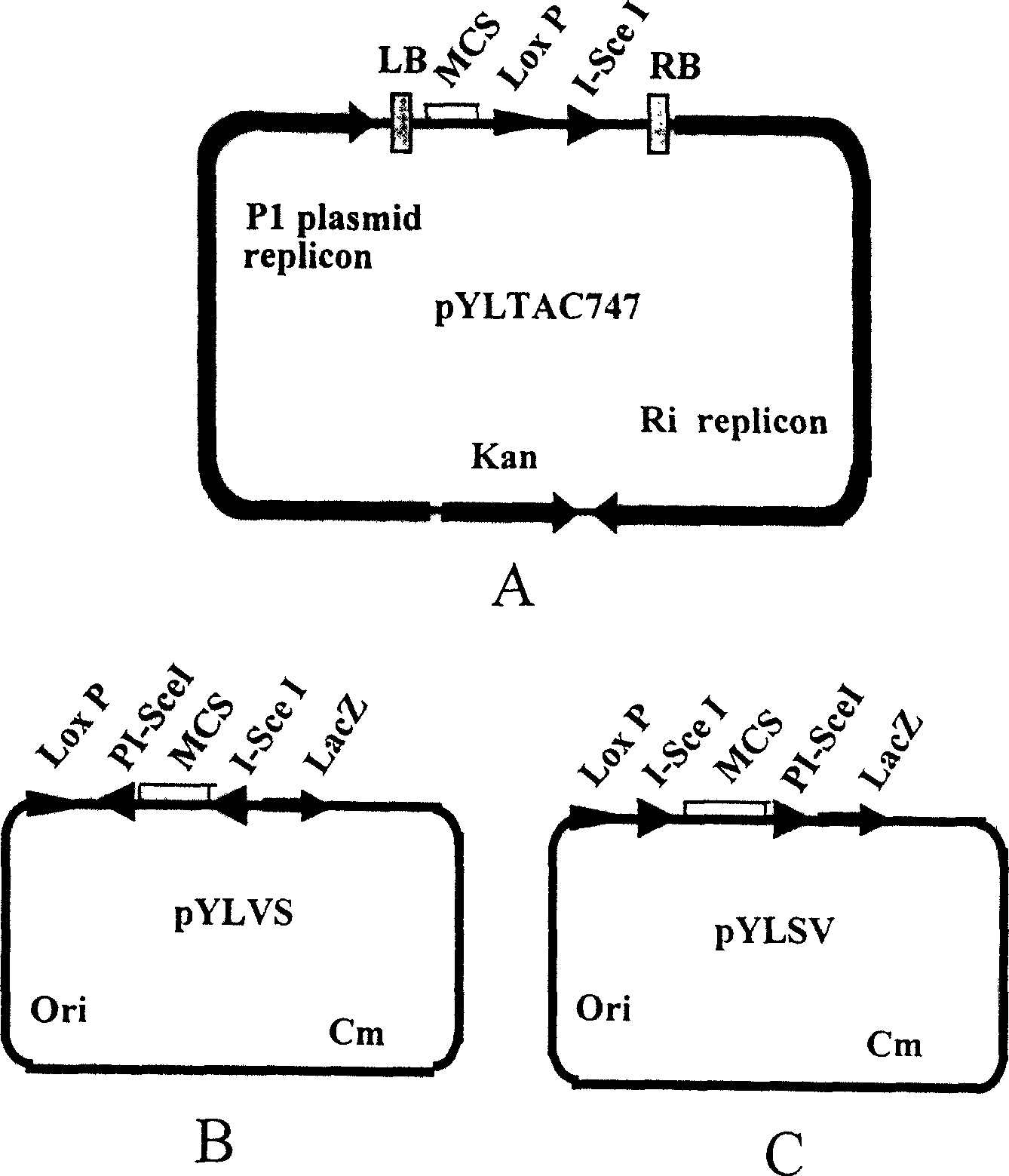 Construction method of multigene carrier and its application