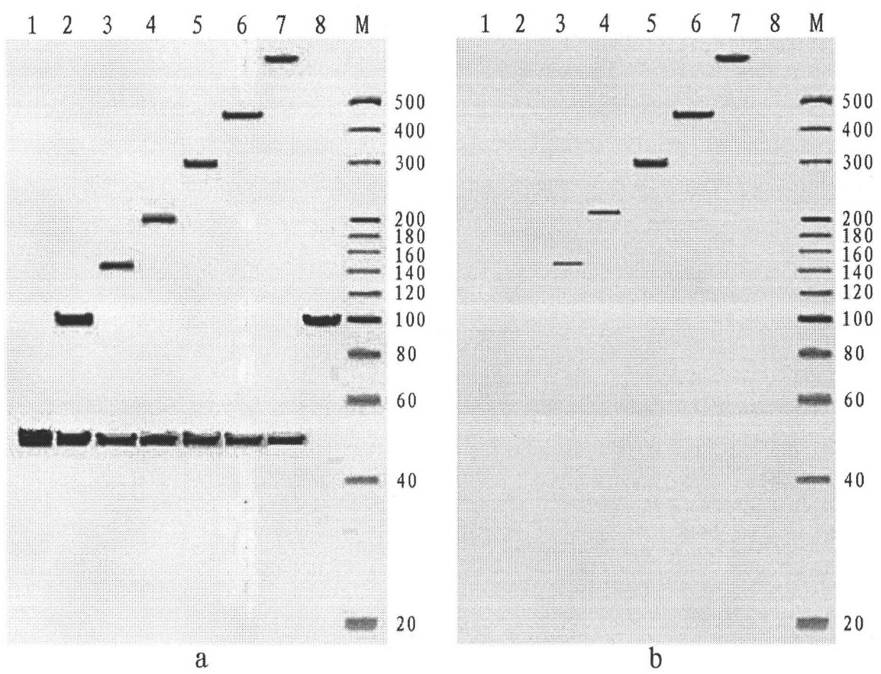 Method for constructing sequencing library by cyclizing method