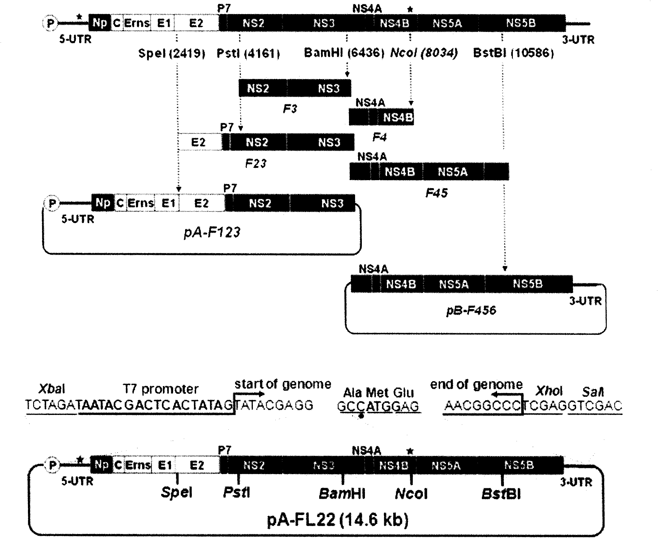 Method for constructing hog-cholera virus infectious cDNA carrier having molecule mark