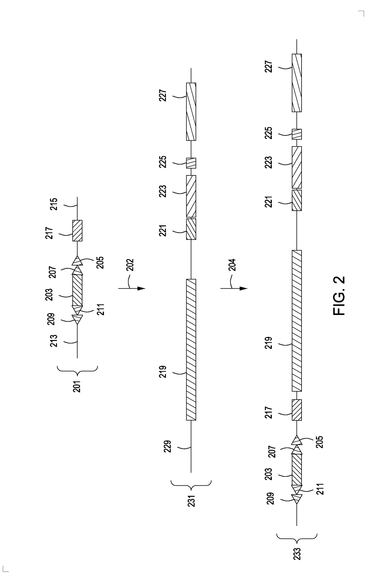 Transgenic mammals and methods of use thereof