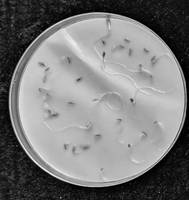 Trichoderma atroviride C61