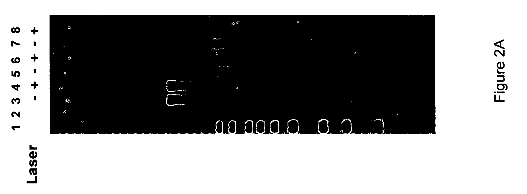 Mitigation of photodamage in analytical reactions