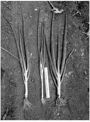 Breeding method for green Chinese onion germplasm with low piquancy and compact pseudo-stem