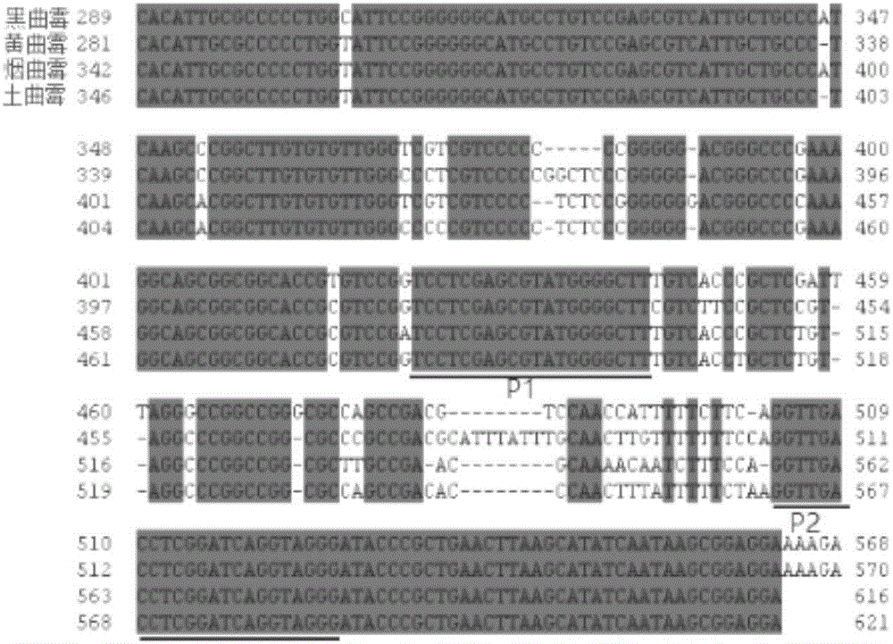 Dimer mutating fluorescent primer quantative PCR method for synchronous quantifying and genetic typing of four aspergilli