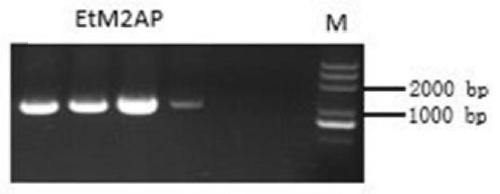 Eimeria tenella microcorticoid protein 2 related protein, and preparation method and application thereof