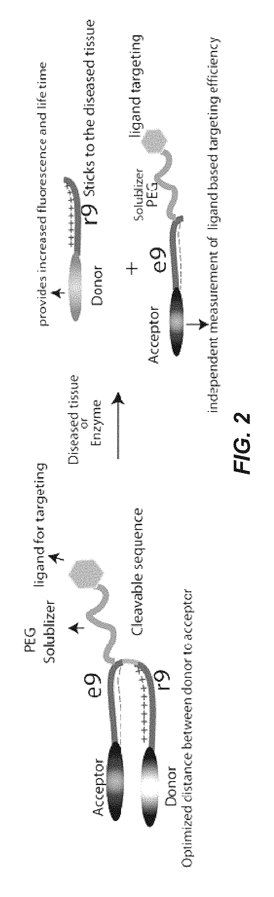 Activatable cell penetrating peptides with quenched fluorophores