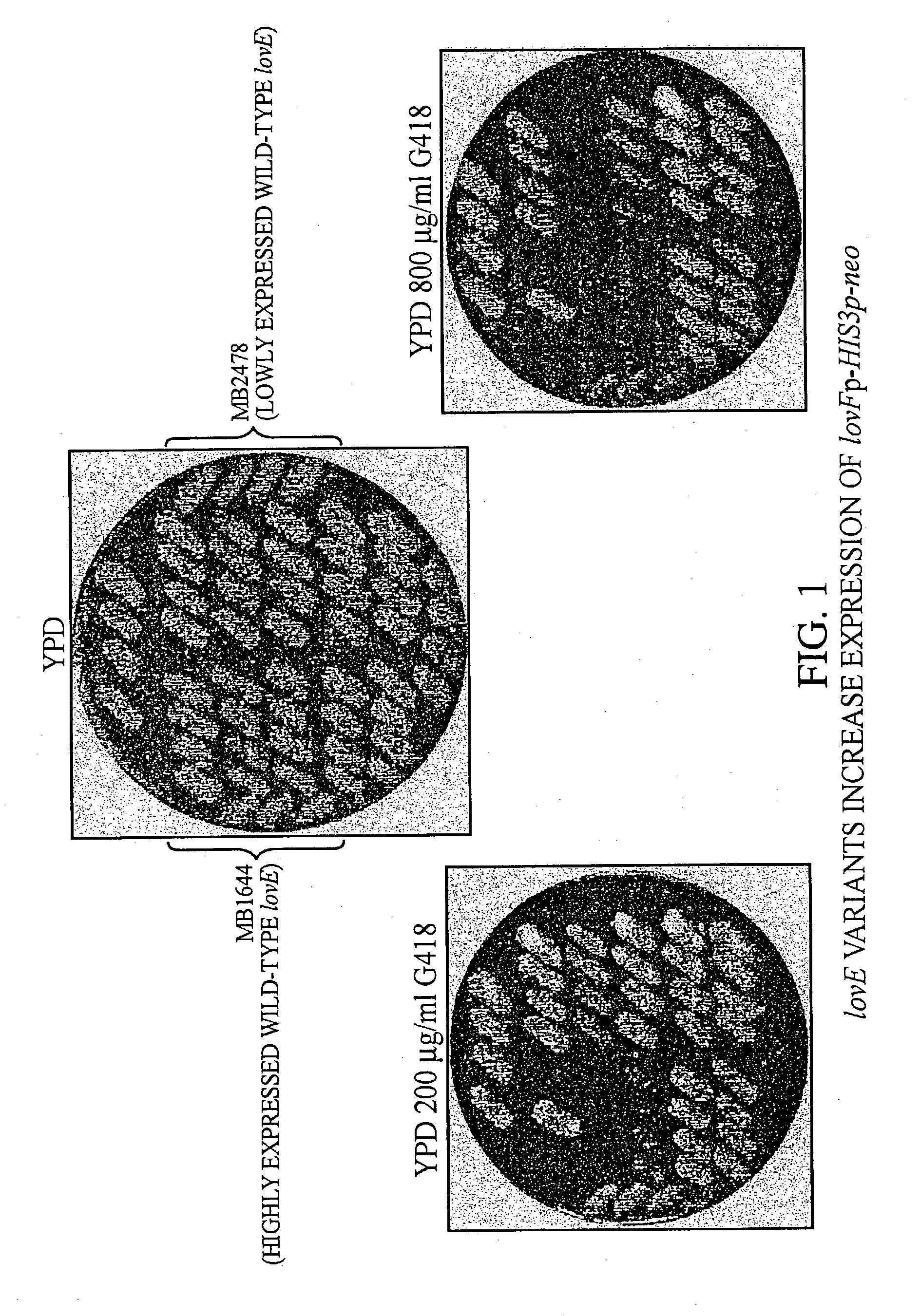 lovE variant regulator molecules