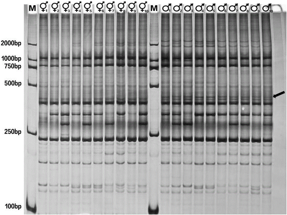 Gene sequence for identifying sex of tapisicia sinensis, and applications of gene sequence