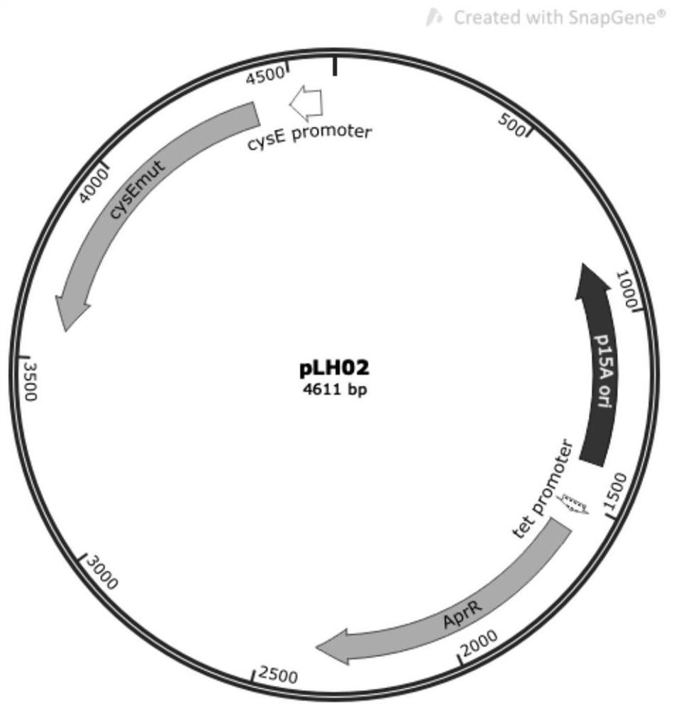 Construction method and application of recombinant Escherichia coli for synthesizing l-cysteine