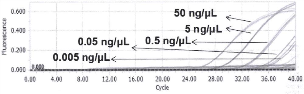 Primer probe and method for detecting cocoa-derived components in cocoa powder