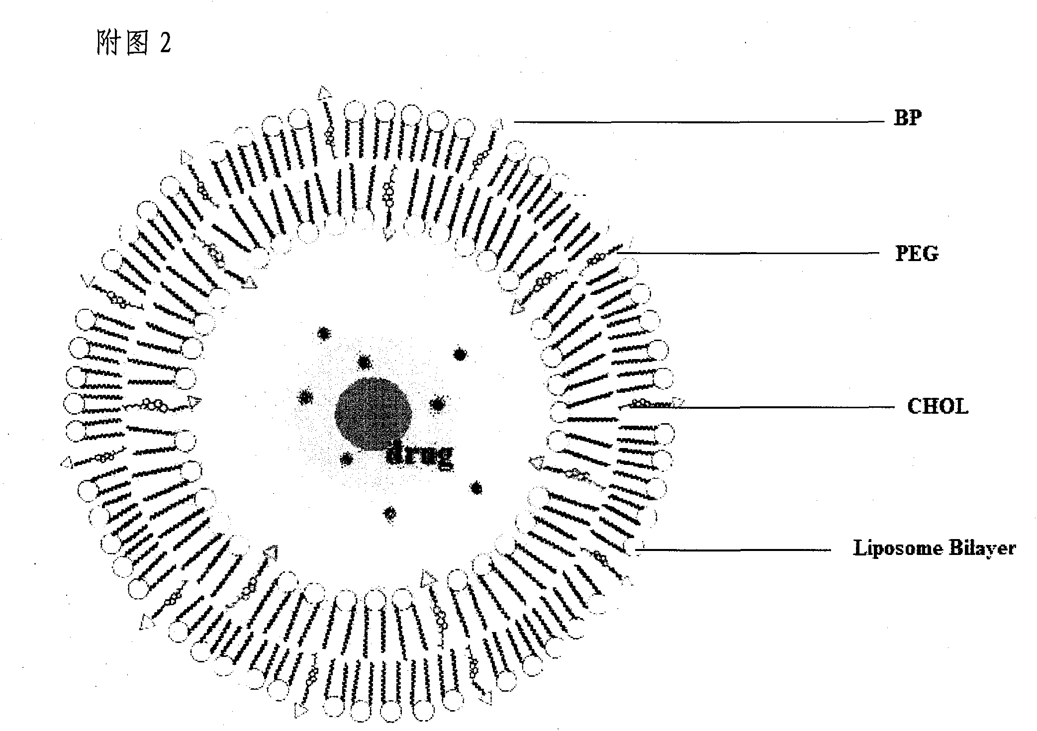 Tanshinol lipidosome bone-targeting pharmaceutical preparation and preparation method thereof