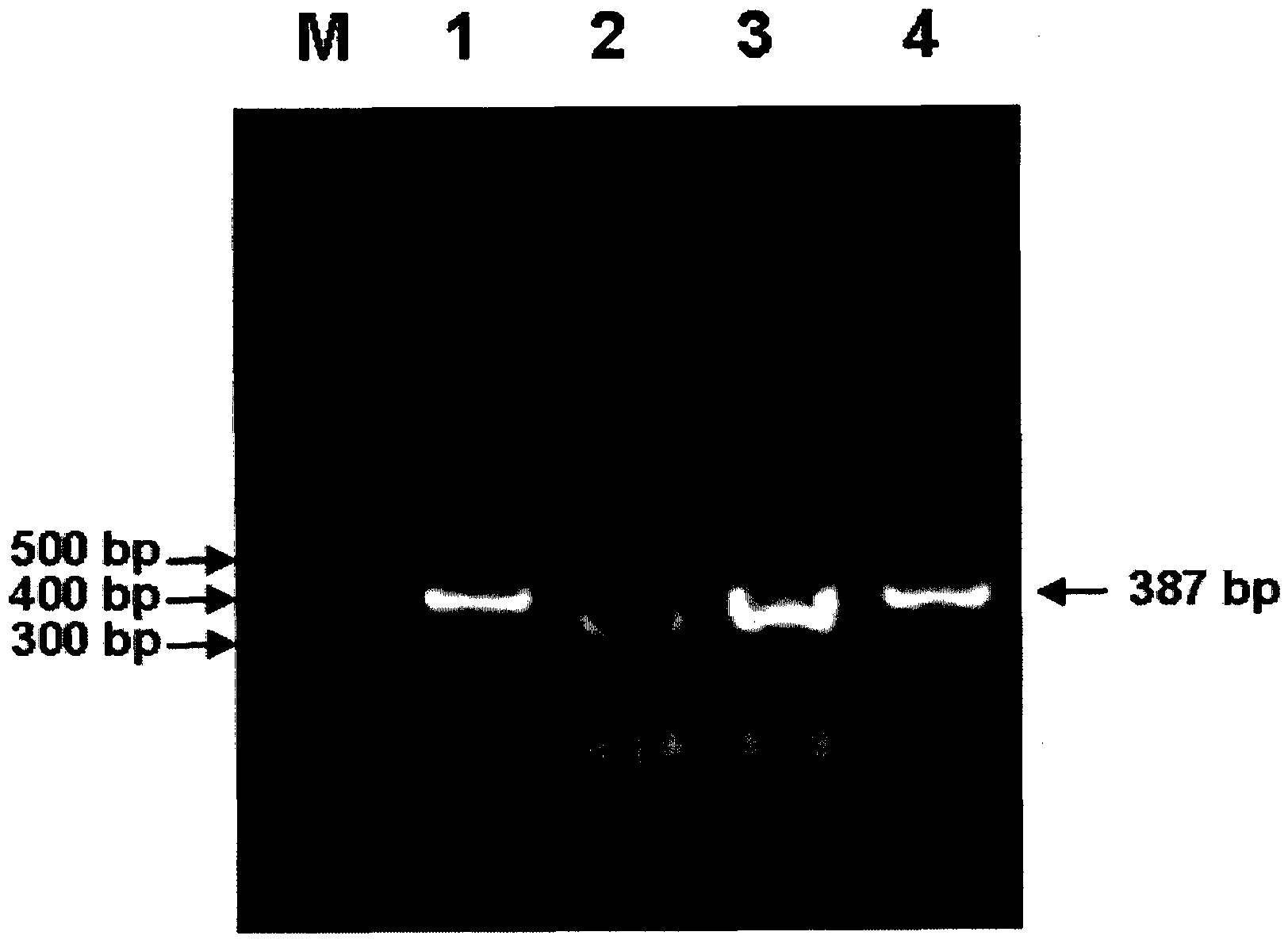 Degenerate primer and detection kit for detecting avian paramyxoviruses