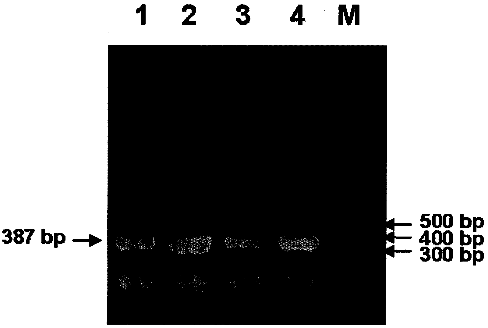 Degenerate primer and detection kit for detecting avian paramyxoviruses