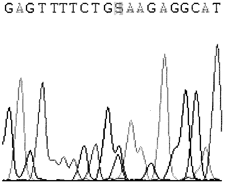 CYP2C9 gene segment comprising 287G&gt;C, coded protein segment and application thereof