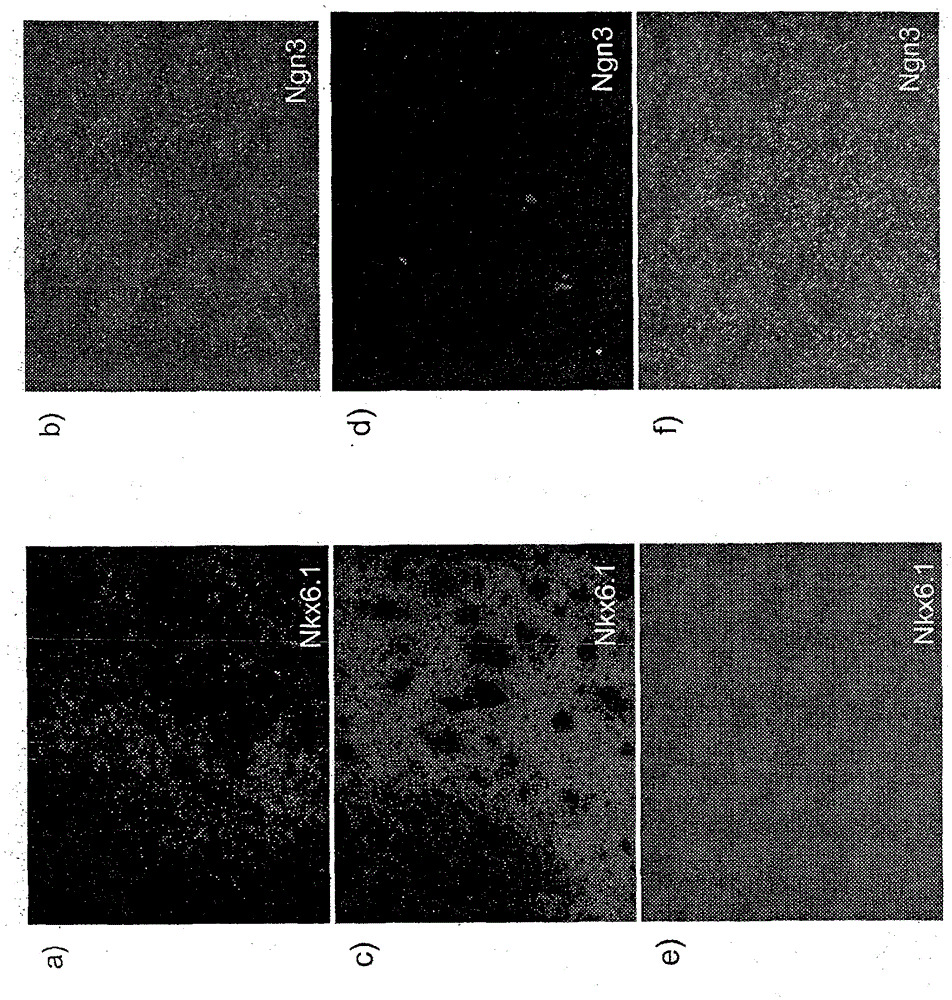 Differentiation of human embryonic stem cells