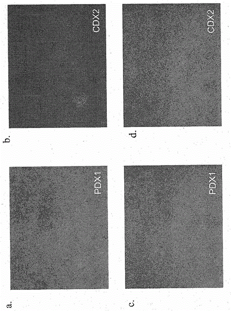 Differentiation of human embryonic stem cells