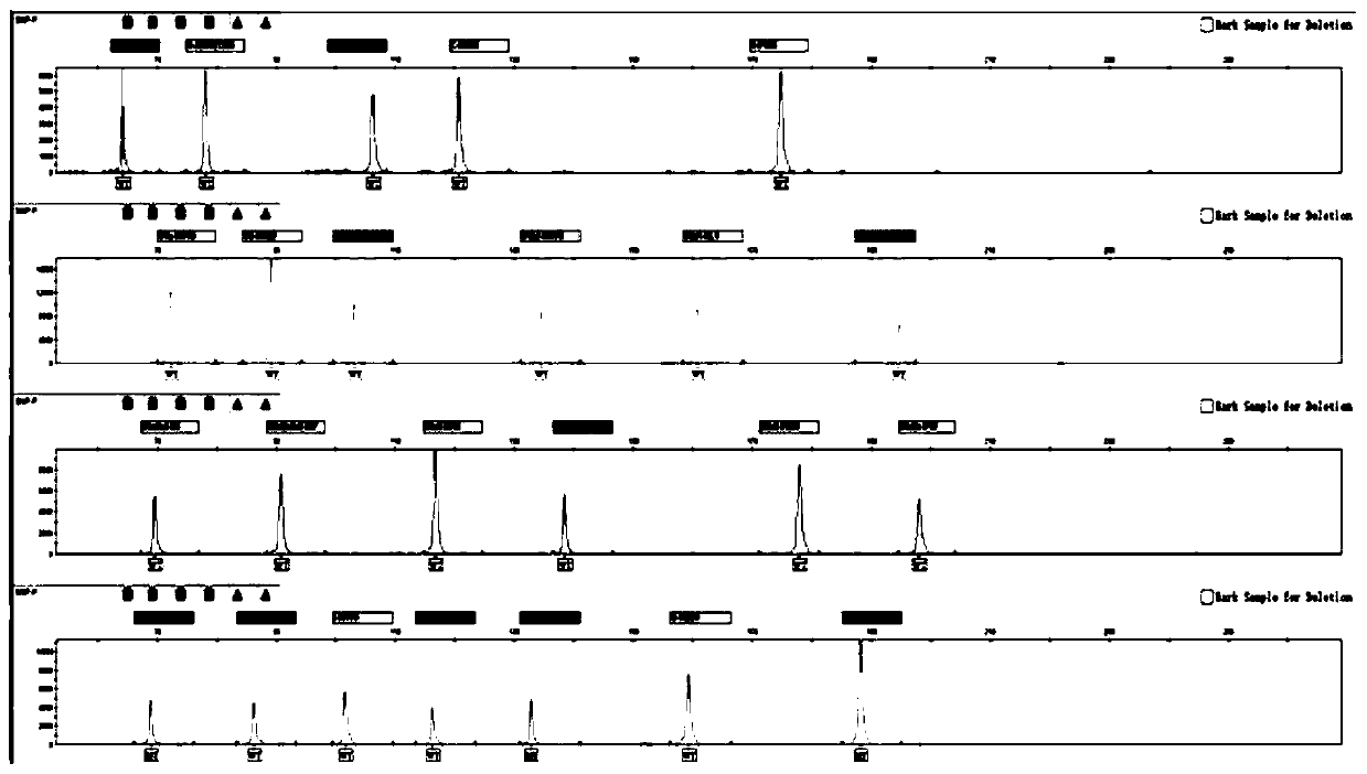 Fluorescent composite amplification system, kit and application of kit