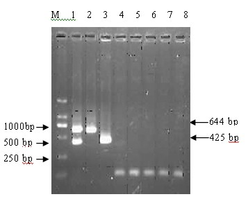 Primer group and kit for multiple PCR detection of rabbit Pasteurella multocida and rabbit Bordetella bronchiseptica and detection method thereof