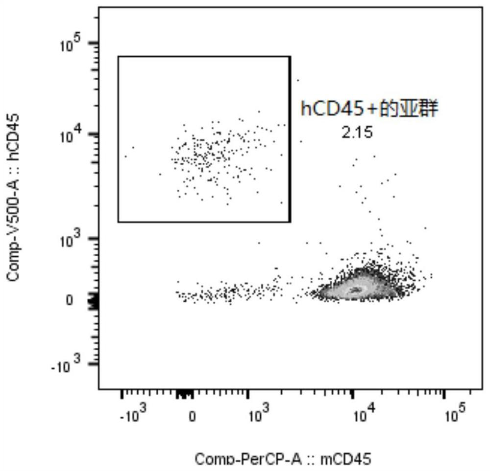 A humanized mouse model of cytomegalovirus infection and its construction method