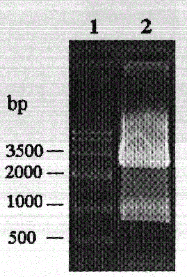 Epoxy hydrolase, gene thereof and application thereof