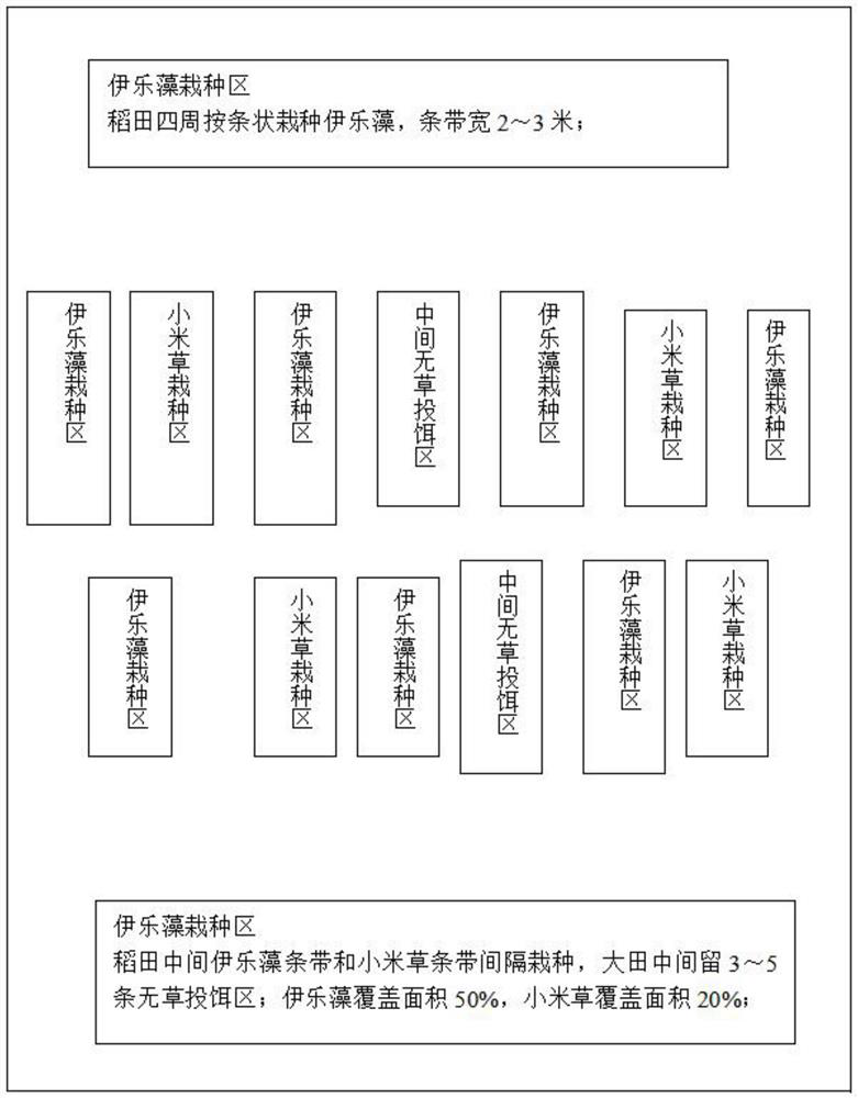 Method for culturing crawfish and removing weedy rice without ditching and bait casting in plate type rice field