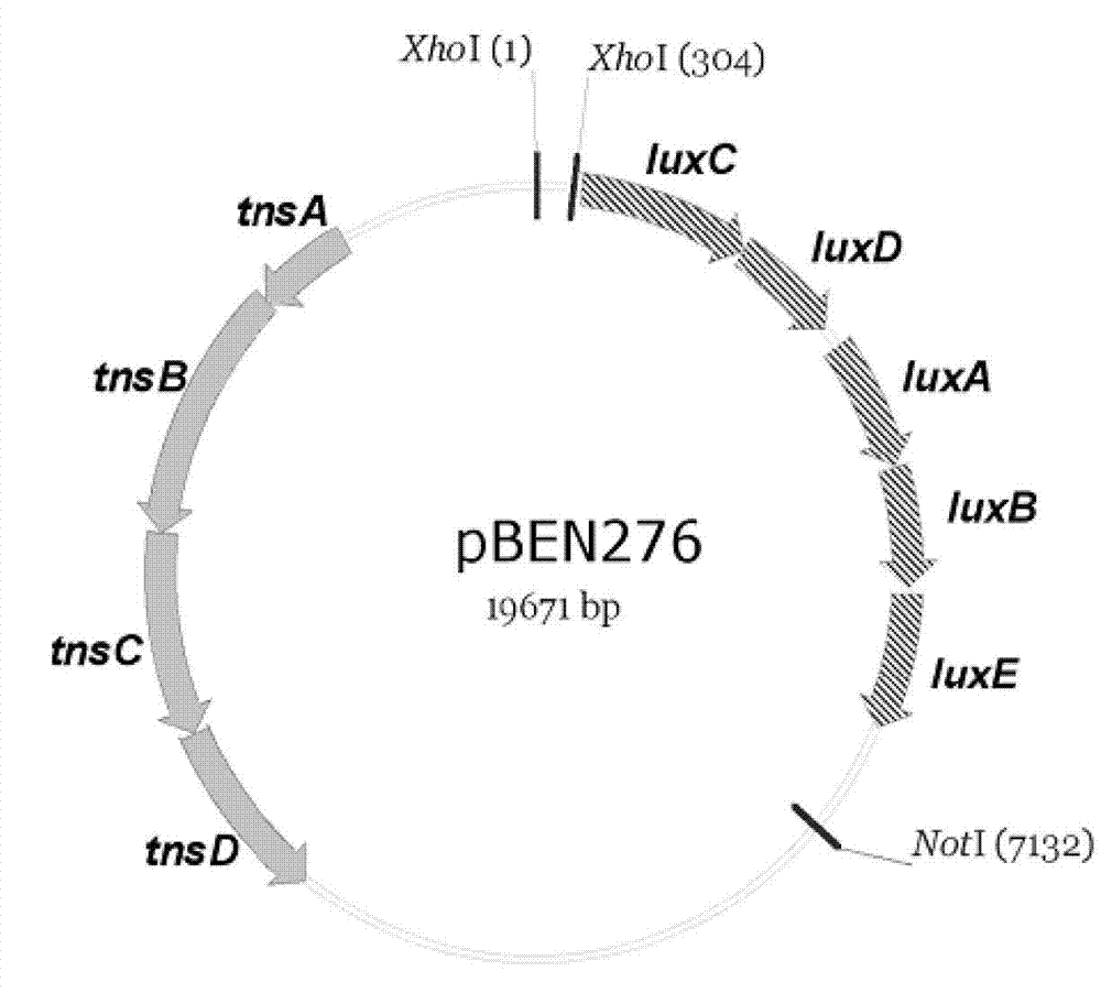 Salmonella typhimurium X3337lux and applications of salmonella typhimurium X3337lux in living body imaging