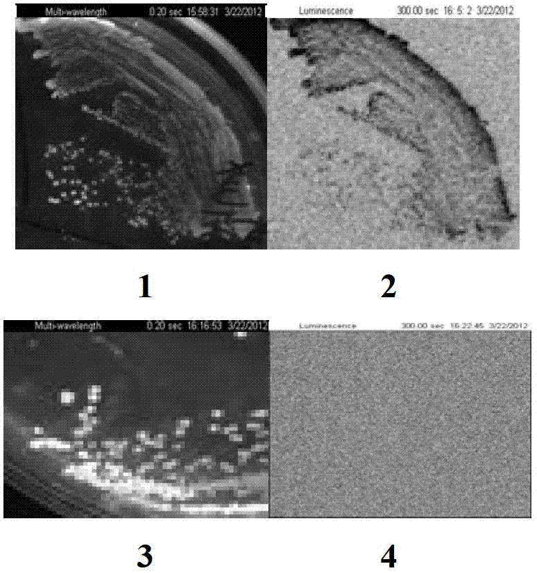 Salmonella typhimurium X3337lux and applications of salmonella typhimurium X3337lux in living body imaging