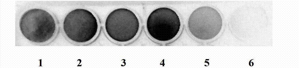 Salmonella typhimurium X3337lux and applications of salmonella typhimurium X3337lux in living body imaging