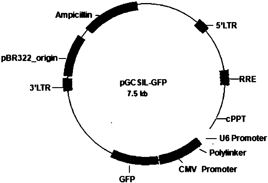 Application of human PLEKHO1 gene and related medicines thereof