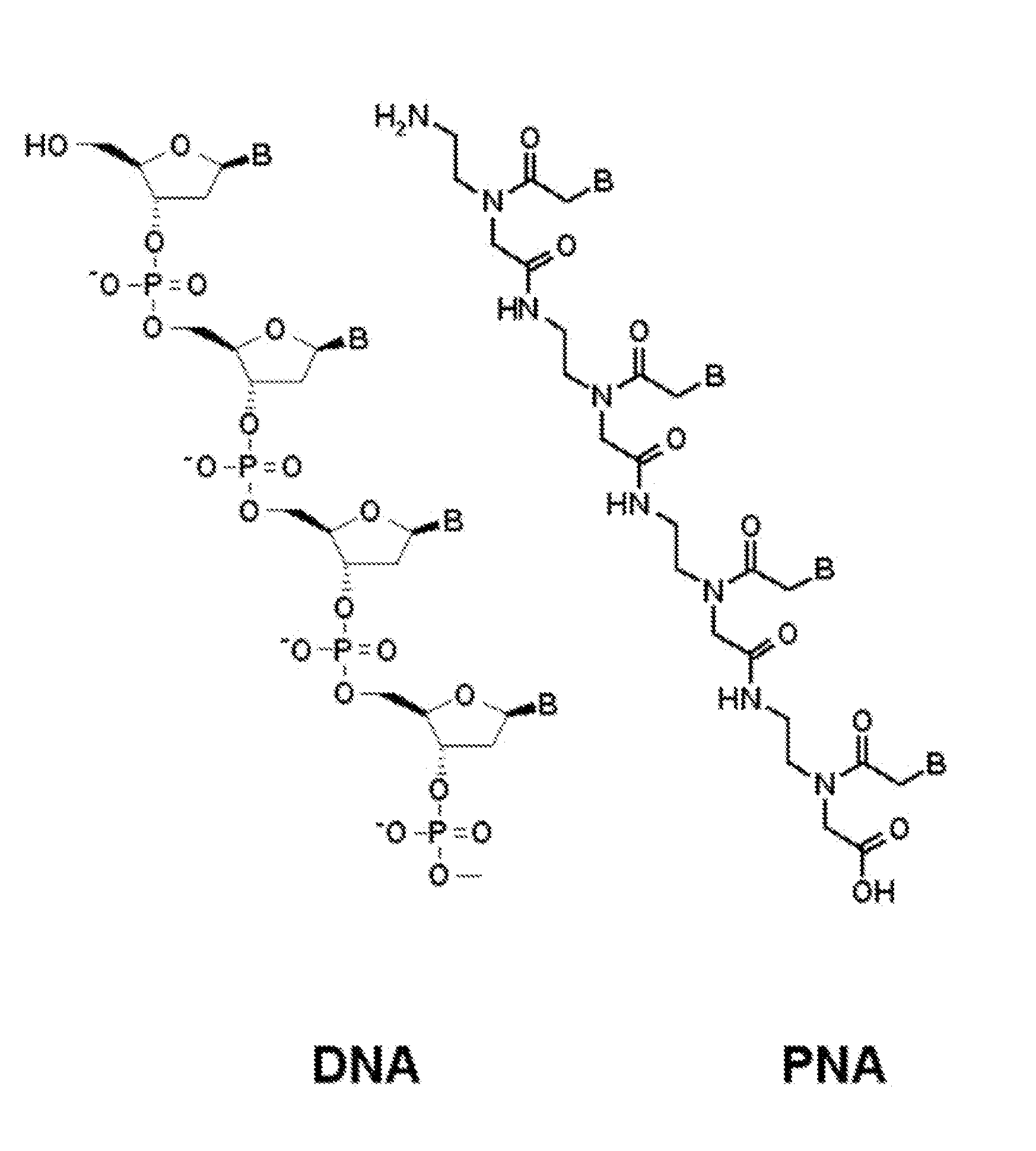 PNA Probes, Kits, and Methods for Detecting Genotypes of Human Papillomavirus