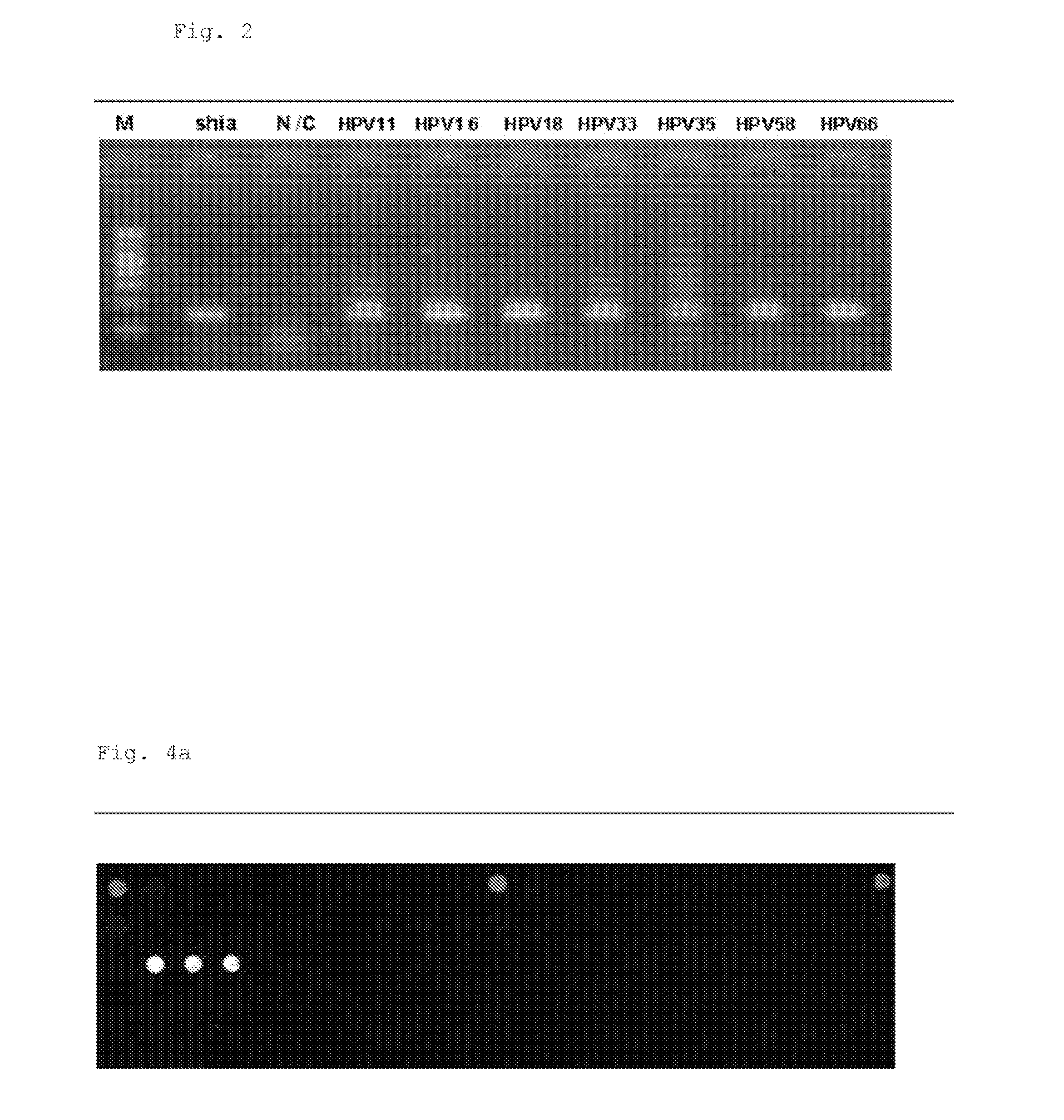 PNA Probes, Kits, and Methods for Detecting Genotypes of Human Papillomavirus