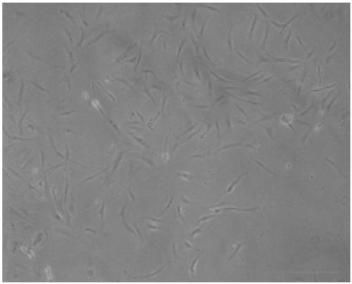 Isolated culture and induction method of nibea albiflora precursor adipose cells