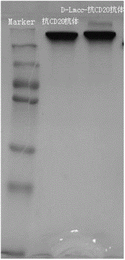 Anti-cell-acceptor and anti-tumor-growth drug molecule, preparation method thereof and applications thereof