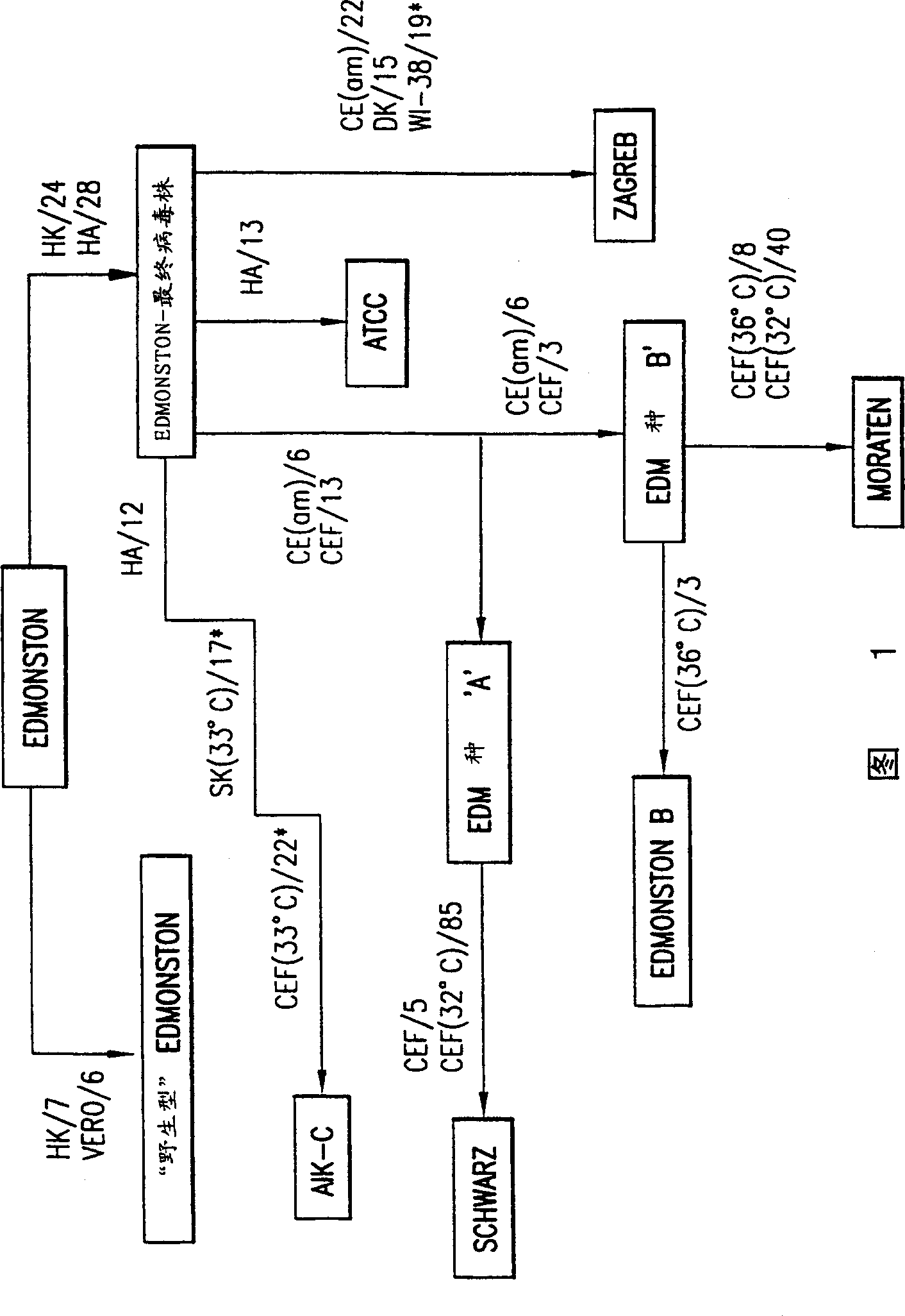 Mutations responsible for attenuation in measles virus or human respiratory syncytial virus subgroup B