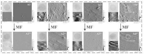 A cold-water fish gelatin base film reinforced by a ball-rod double nanostructure and its preparation method and application