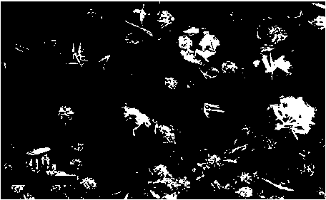 Preparation method for synthetizing three-dimensional stannous sulfide micro-flowers through complexing agent with aid of quaternary ammonium salt