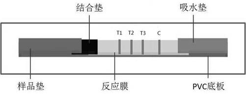 Time-resolved fluorescence immunochromatographic test strip for detecting influenza A virus, influenza B virus and novel coronavirus antigen and preparation method thereof