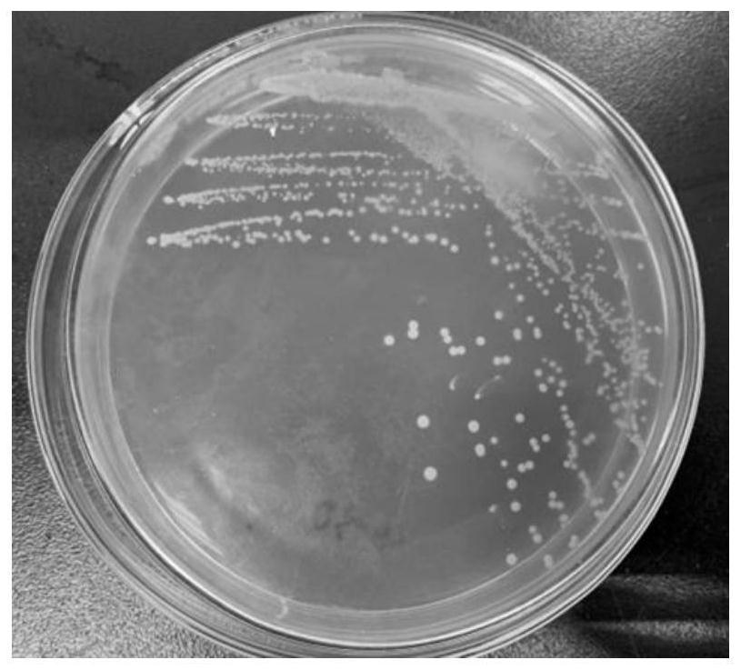 A strain of Lactobacillus plantarum reducing the antigenicity of milk β-lactoglobulin and its application