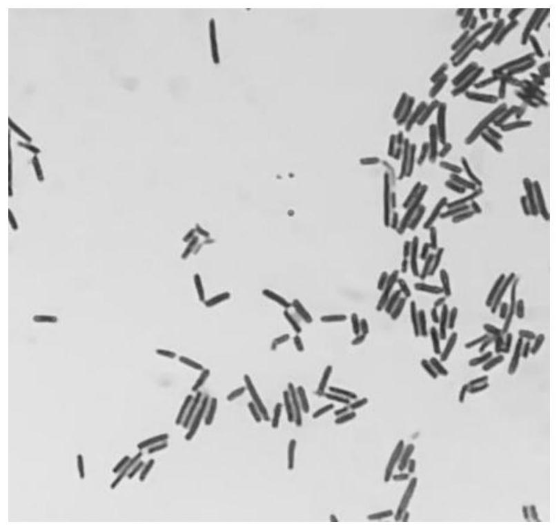 A strain of Lactobacillus plantarum reducing the antigenicity of milk β-lactoglobulin and its application