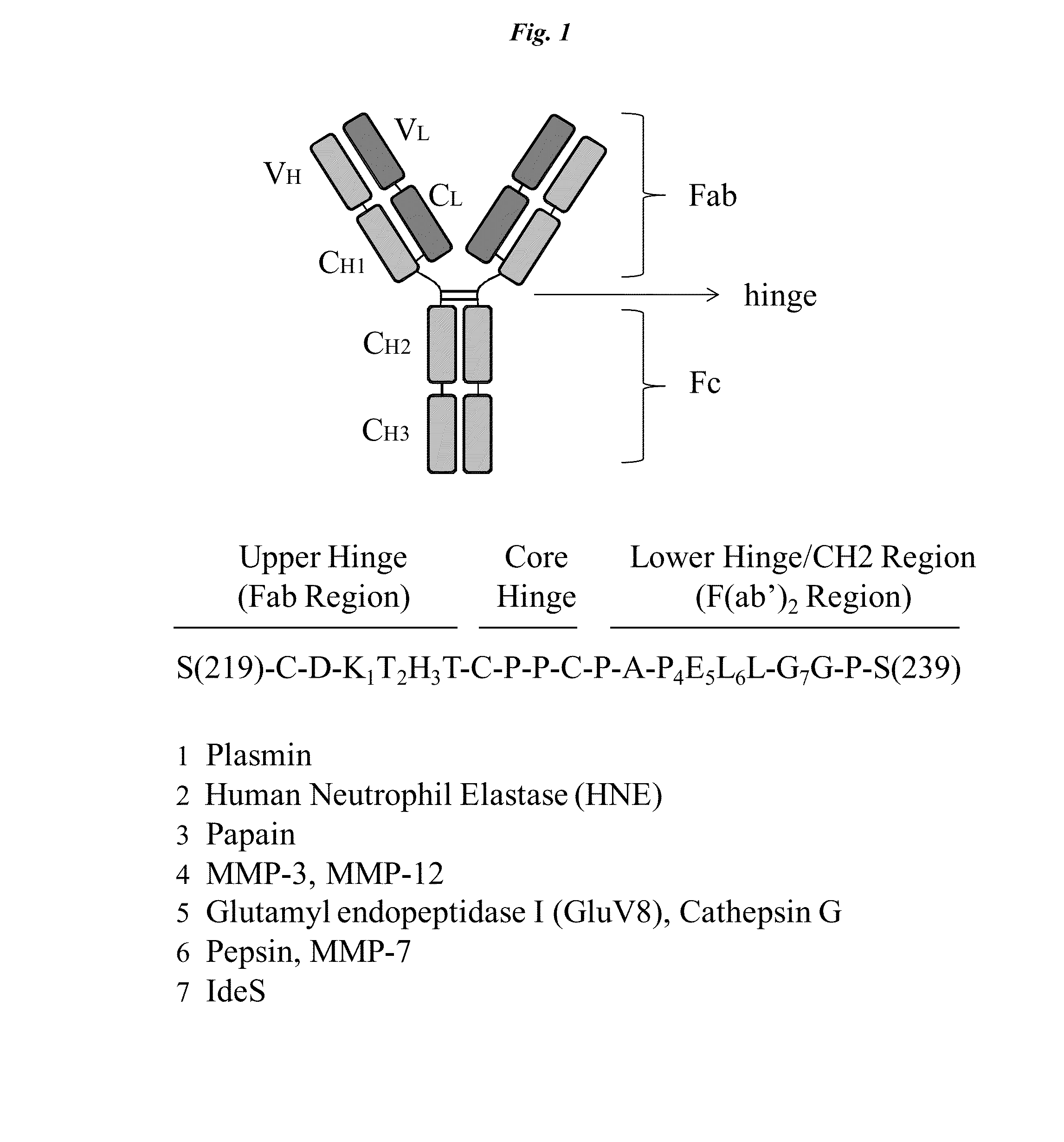 Active protease-resistant antibody fc mutants