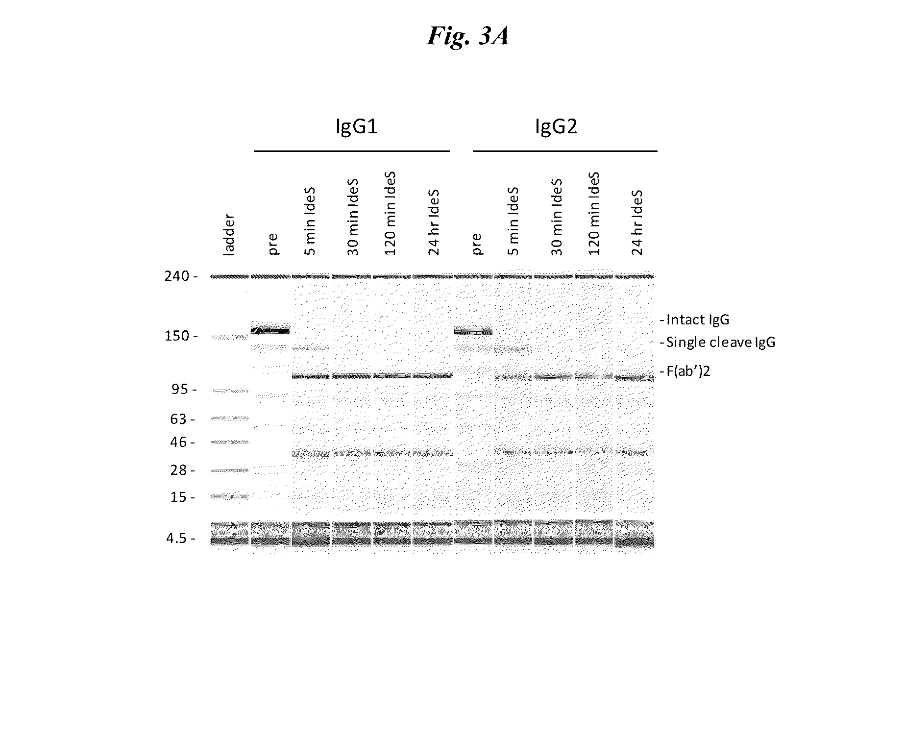 Active protease-resistant antibody fc mutants