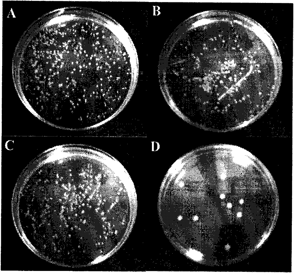 Photocatalysis antibacterial material excited by visible light and application thereof