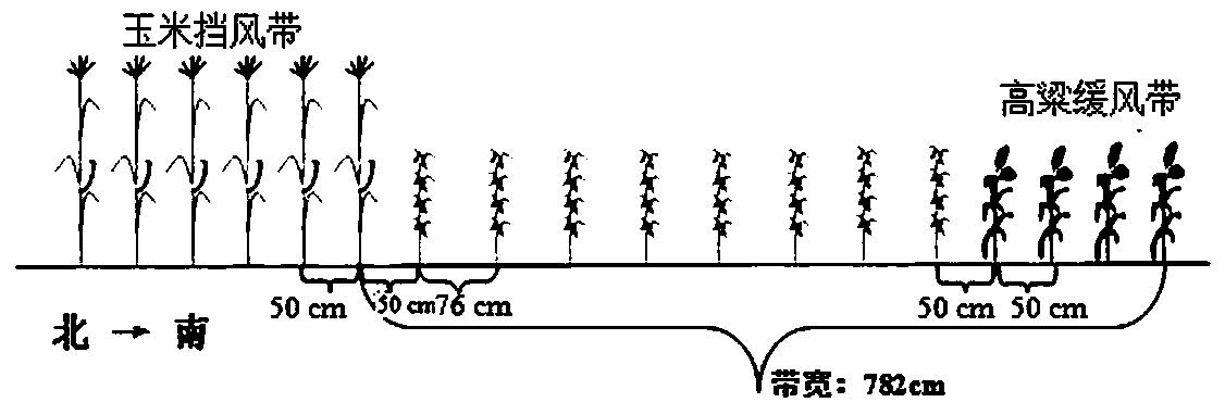 High-efficiency planting mode of intercropping in saline-alkali soil in middle-severe chloride salt sandy soil in the Yellow River Delta