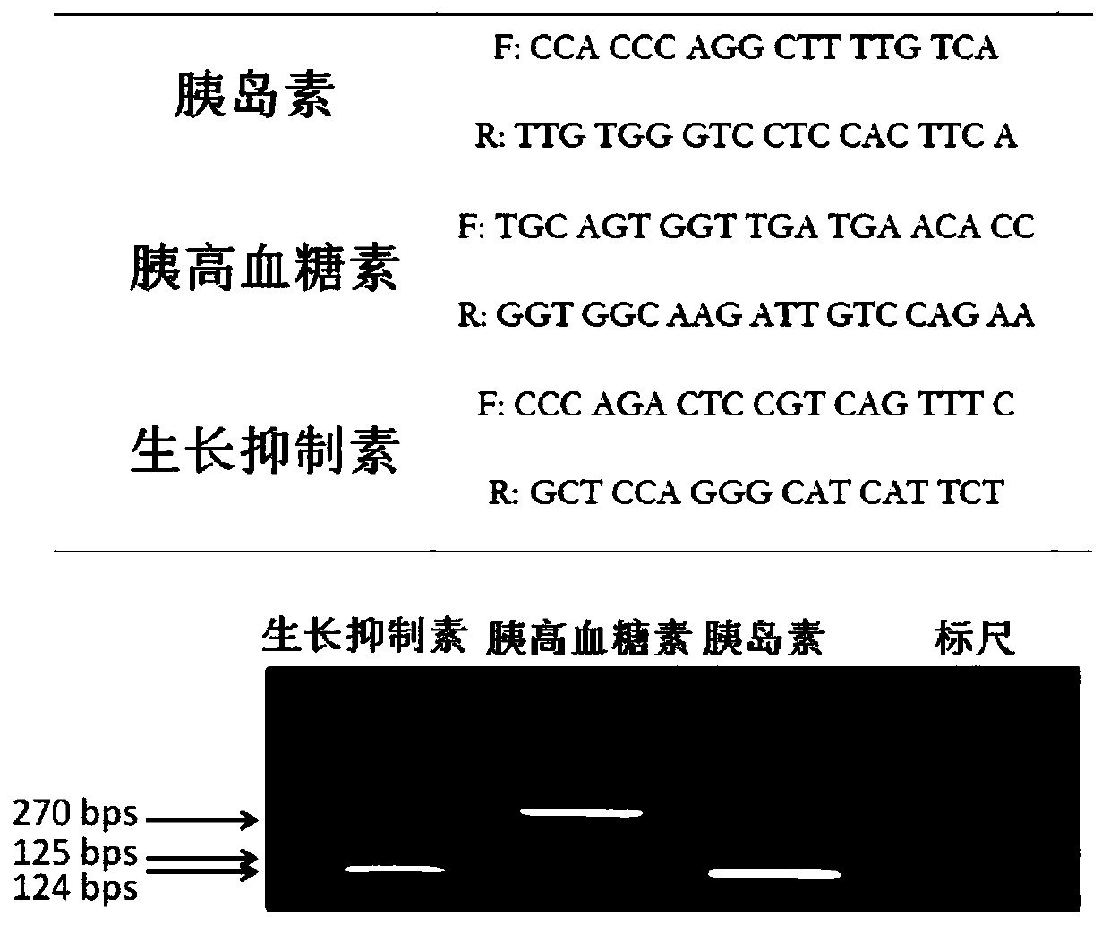 Artificial islet or artificial pancreas and preparation method thereof