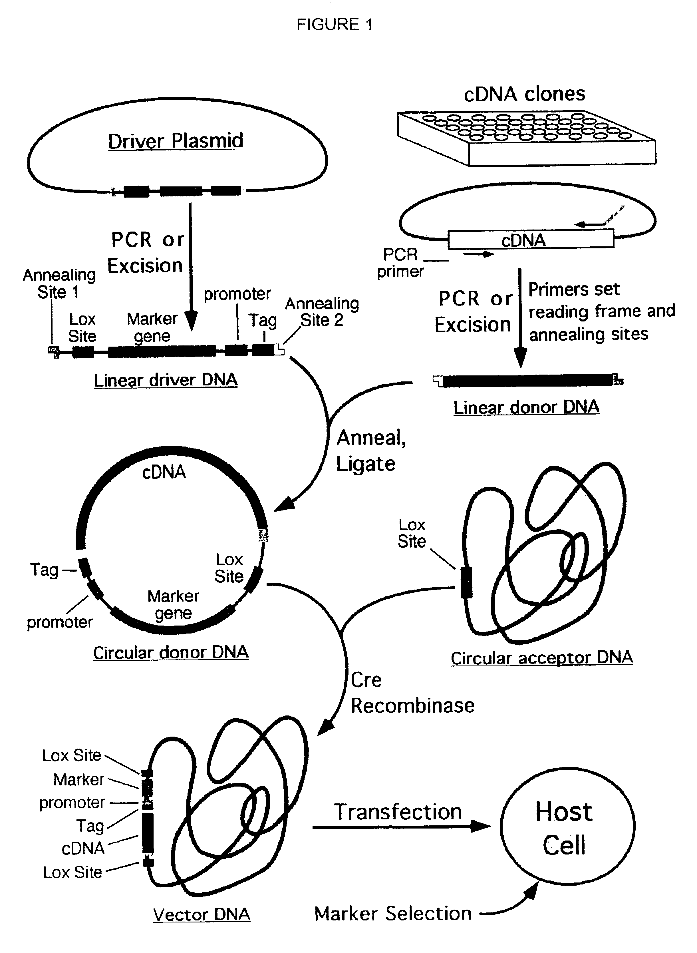 Cloning system for construction of recombinant expression vectors