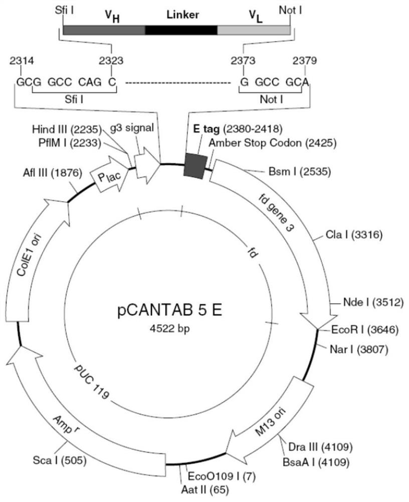 Bovine-derived anti-staphylococcus aureus single-chain antibody and preparation and application thereof